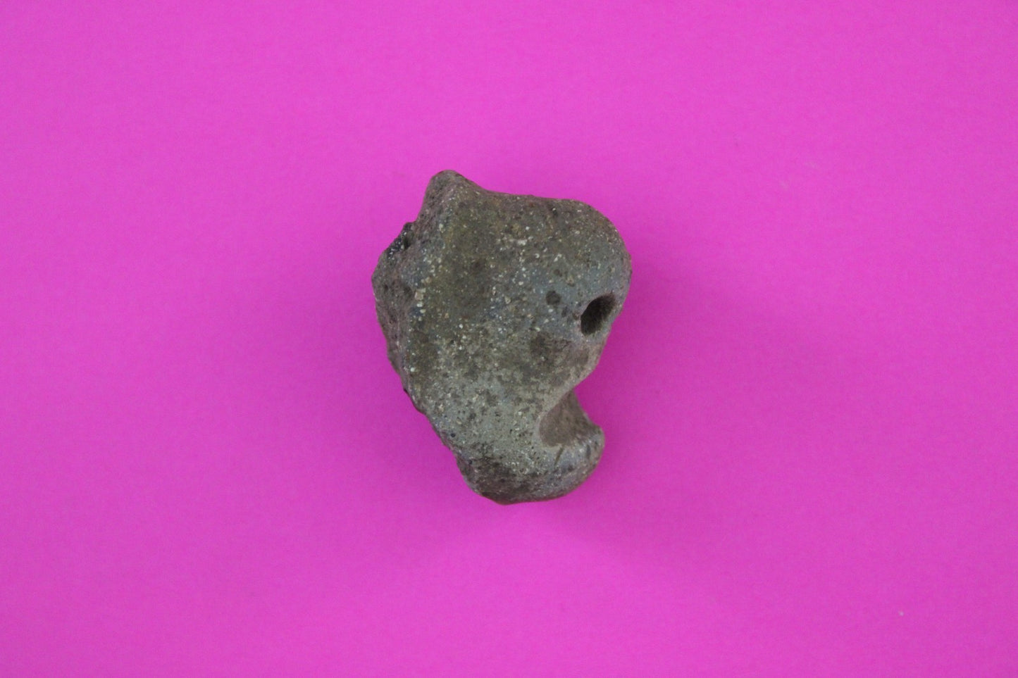 Puerto Rico Taino Pre Columbian Pottery Artifact FREE Display Case 1000AD COA 69