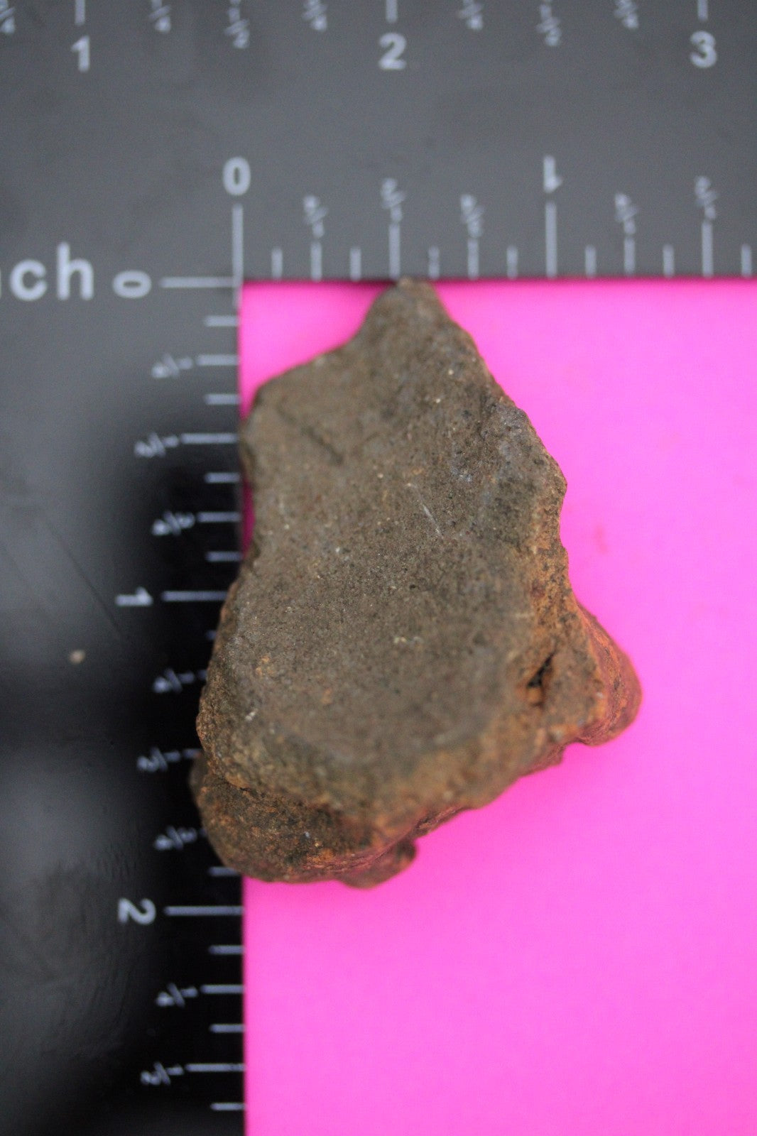 Puerto Rico Taino Pre Columbian Pottery Artifact FREE Display Case 1000AD COA 23