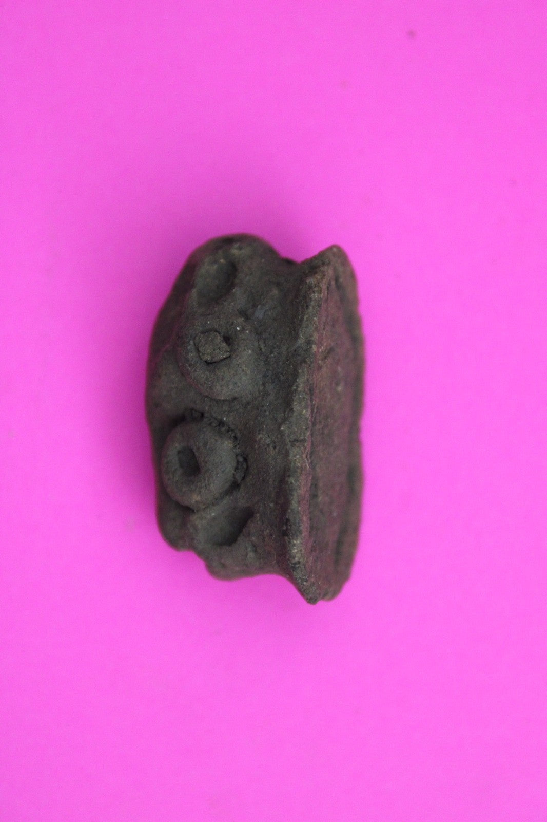 Puerto Rico Taino Pre Columbian Pottery Artifact FREE Display Case 1000AD COA 31