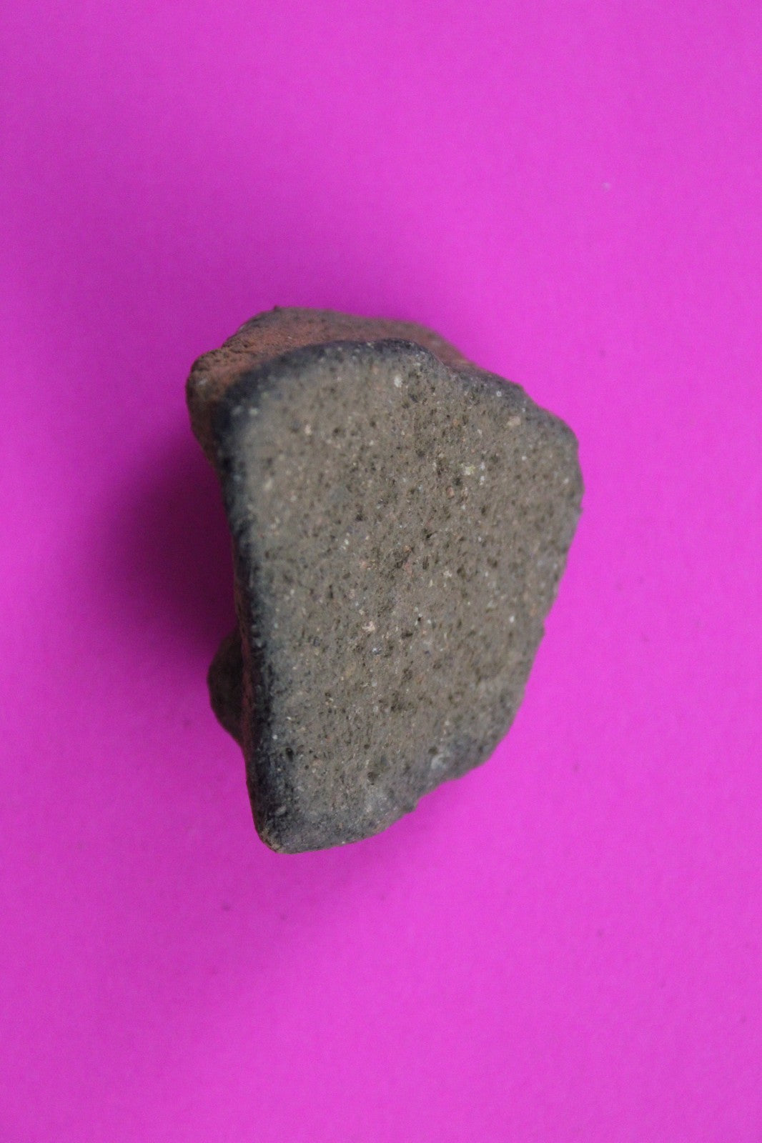 Puerto Rico Taino Pre Columbian Pottery Artifact FREE Display Case 1000AD COA 50