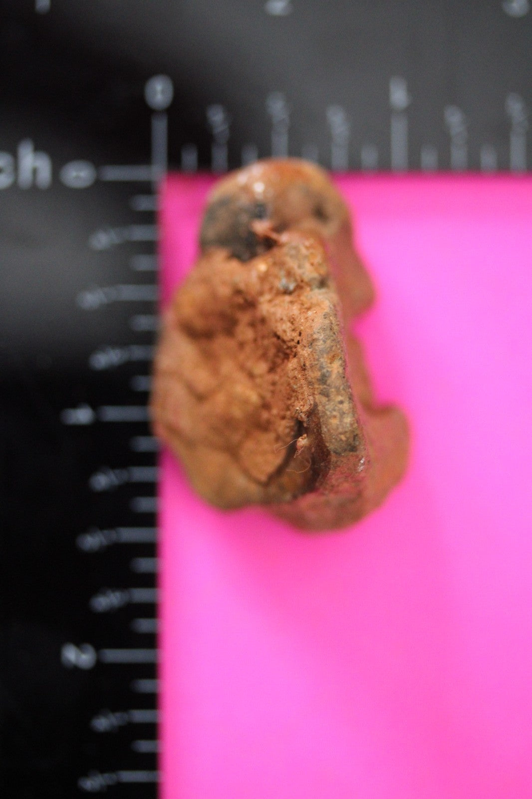 Puerto Rico Taino Pre Columbian Pottery Artifact FREE Display Case 1000AD COA 12