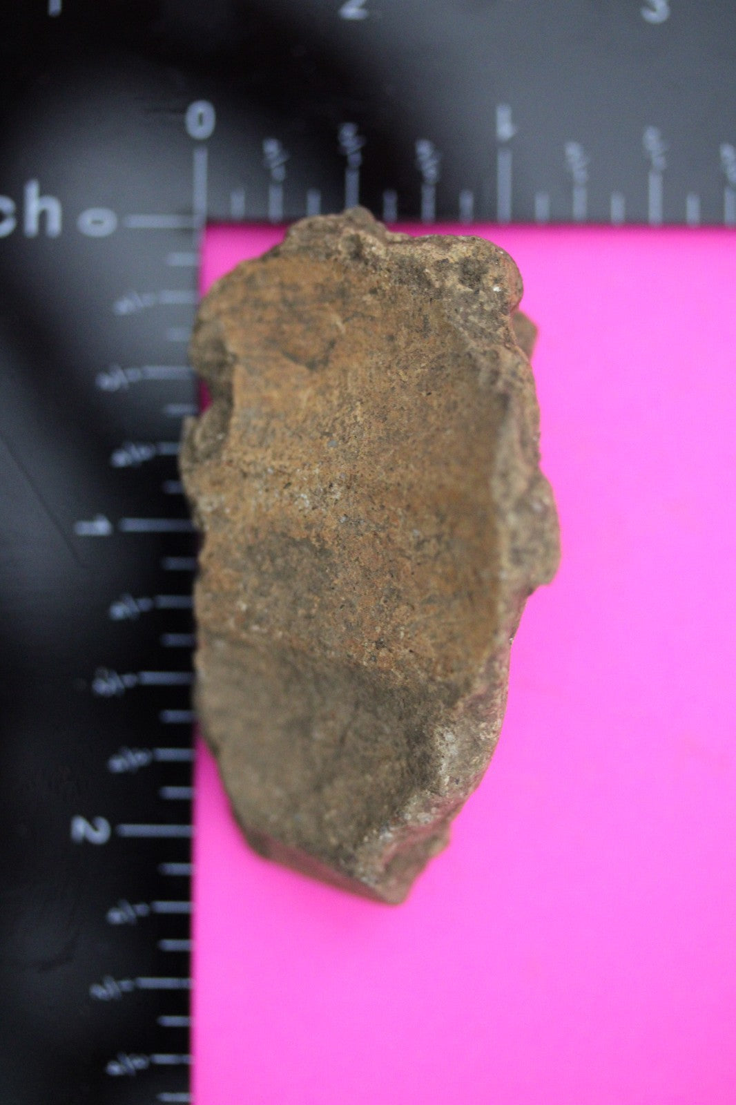 Puerto Rico Taino Pre Columbian Pottery Artifact FREE Display Case 1000AD COA 17