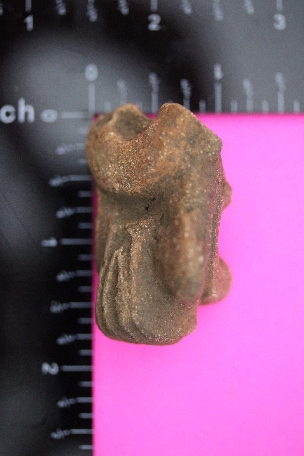 Puerto Rico Taino Pre Columbian Pottery Artifact FREE Display Case 1000AD COA 14