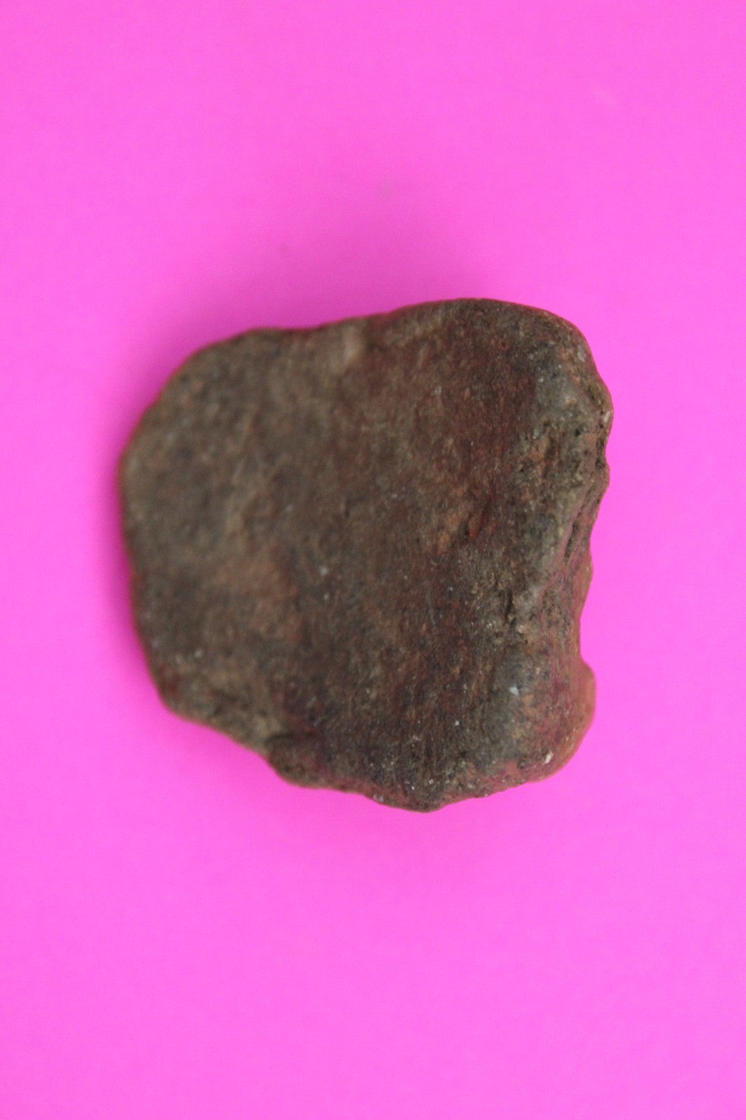 Puerto Rico Taino Pre Columbian Pottery Artifact FREE Display Case 1000AD COA 03