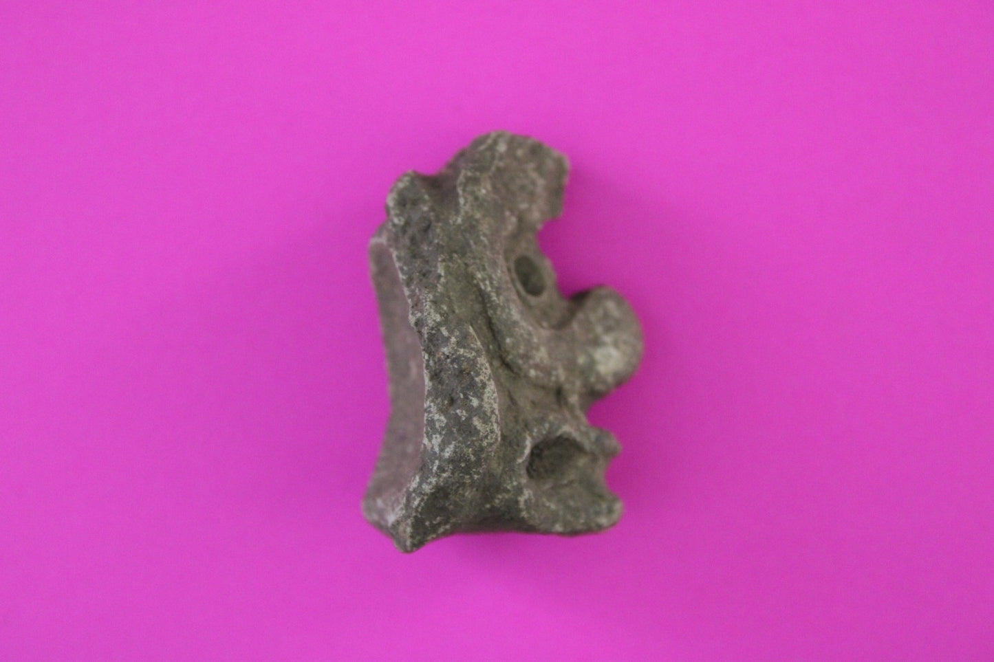 Puerto Rico Taino Precolumbian Pottery Artifact FREE Display Case 1000 AD COA 88