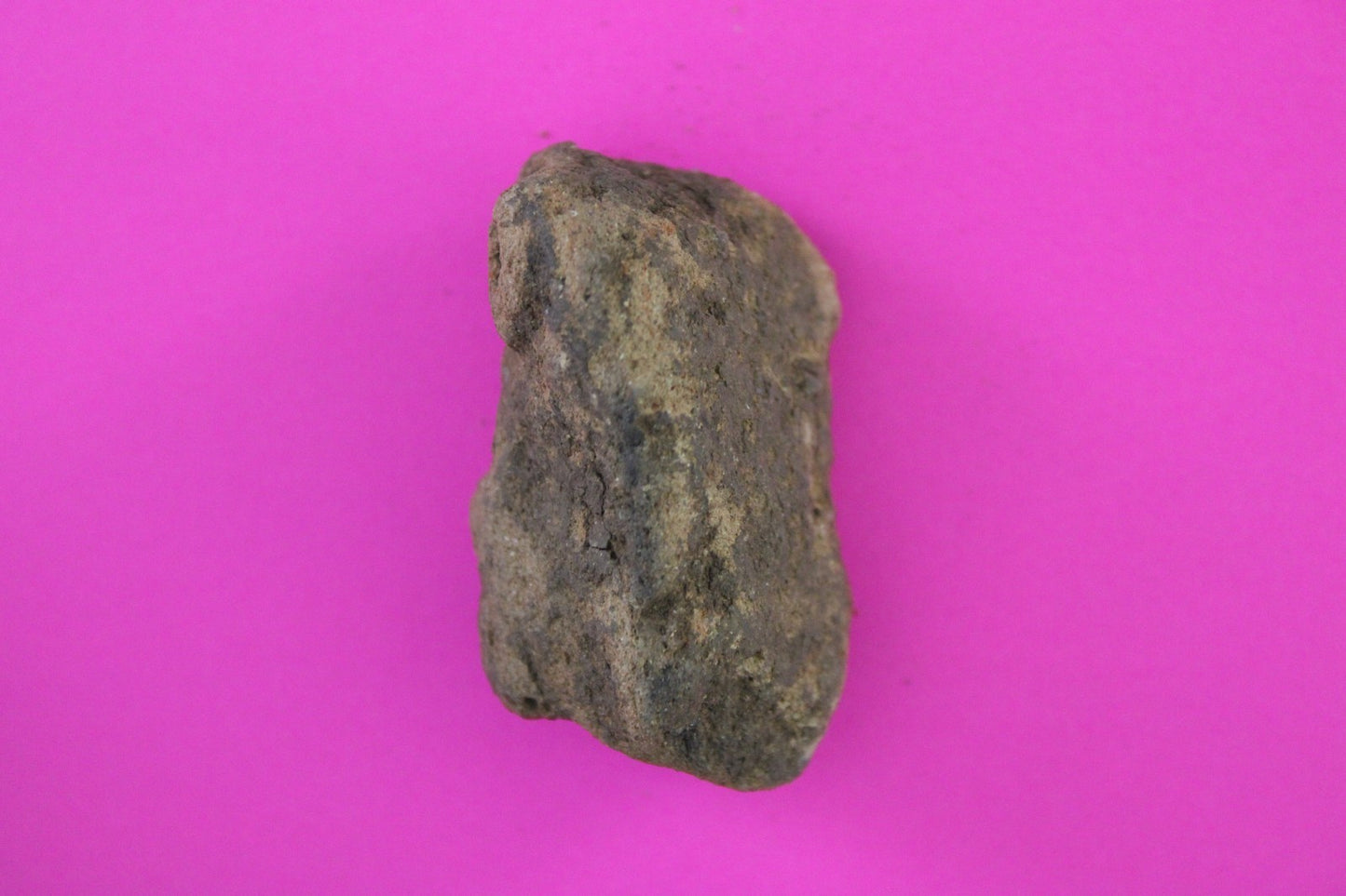 Puerto Rico Taino Pre Columbian Pottery Artifact FREE Display Case 1000AD COA 83