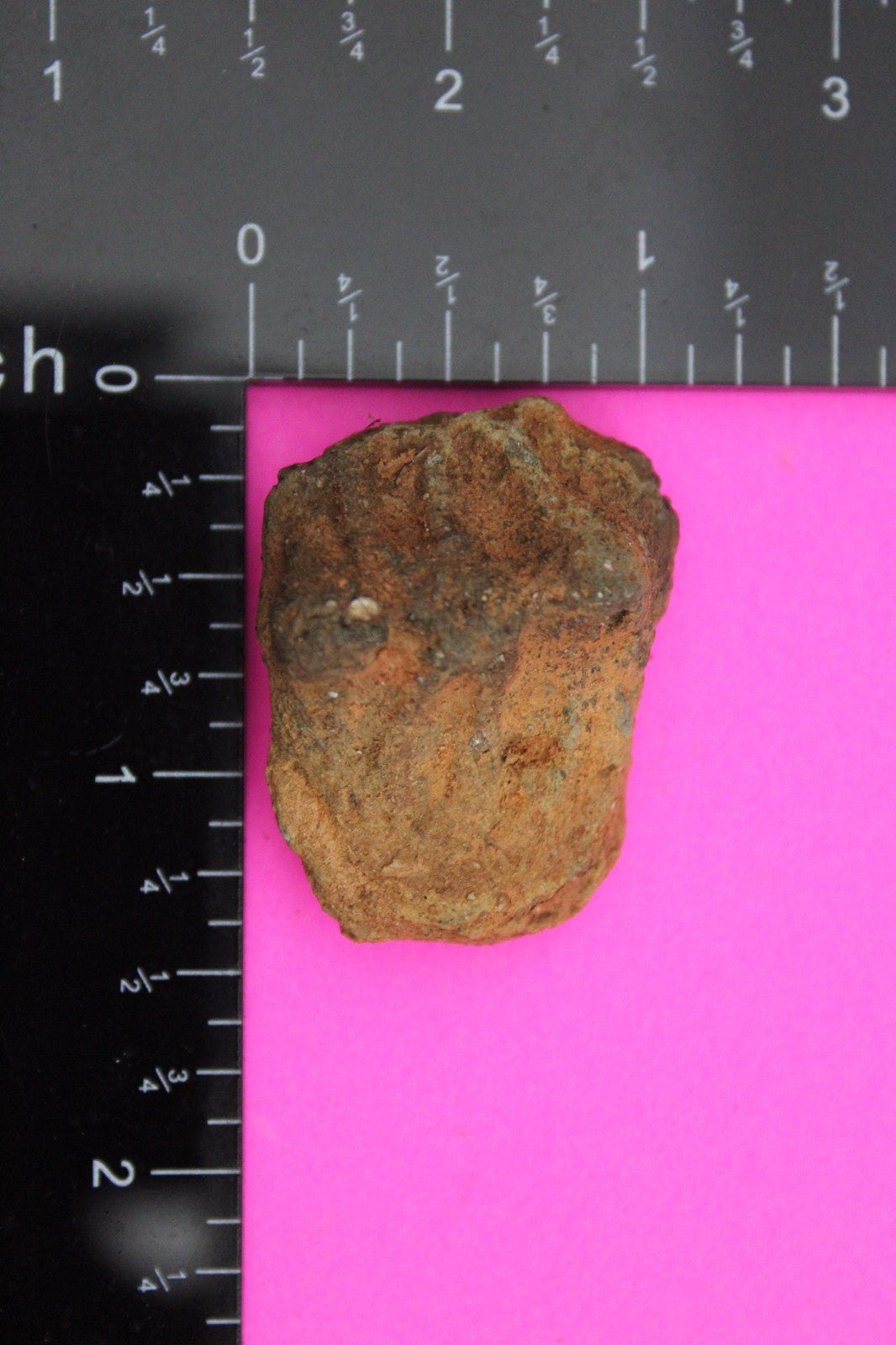 Puerto Rico Taino Pre Columbian Pottery Artifact FREE Display Case 1000AD COA 53