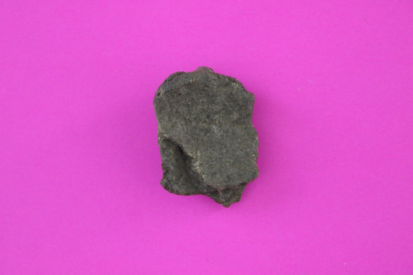 Puerto Rico Taino Pre Columbian Pottery Artifact FREE Display Case 1000AD COA 68