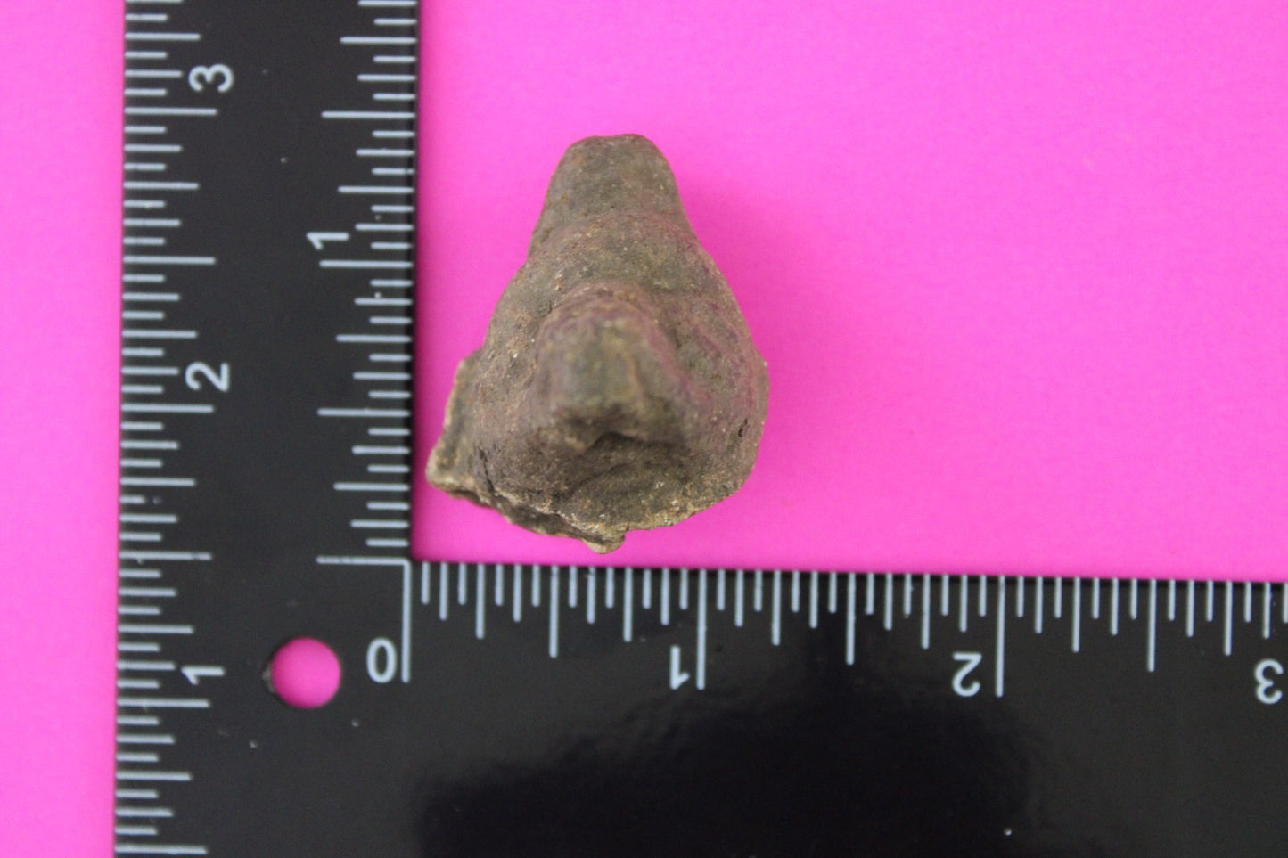 Puerto Rico Taino Pre Columbian Pottery Artifact FREE Display Case 1000AD COA 71