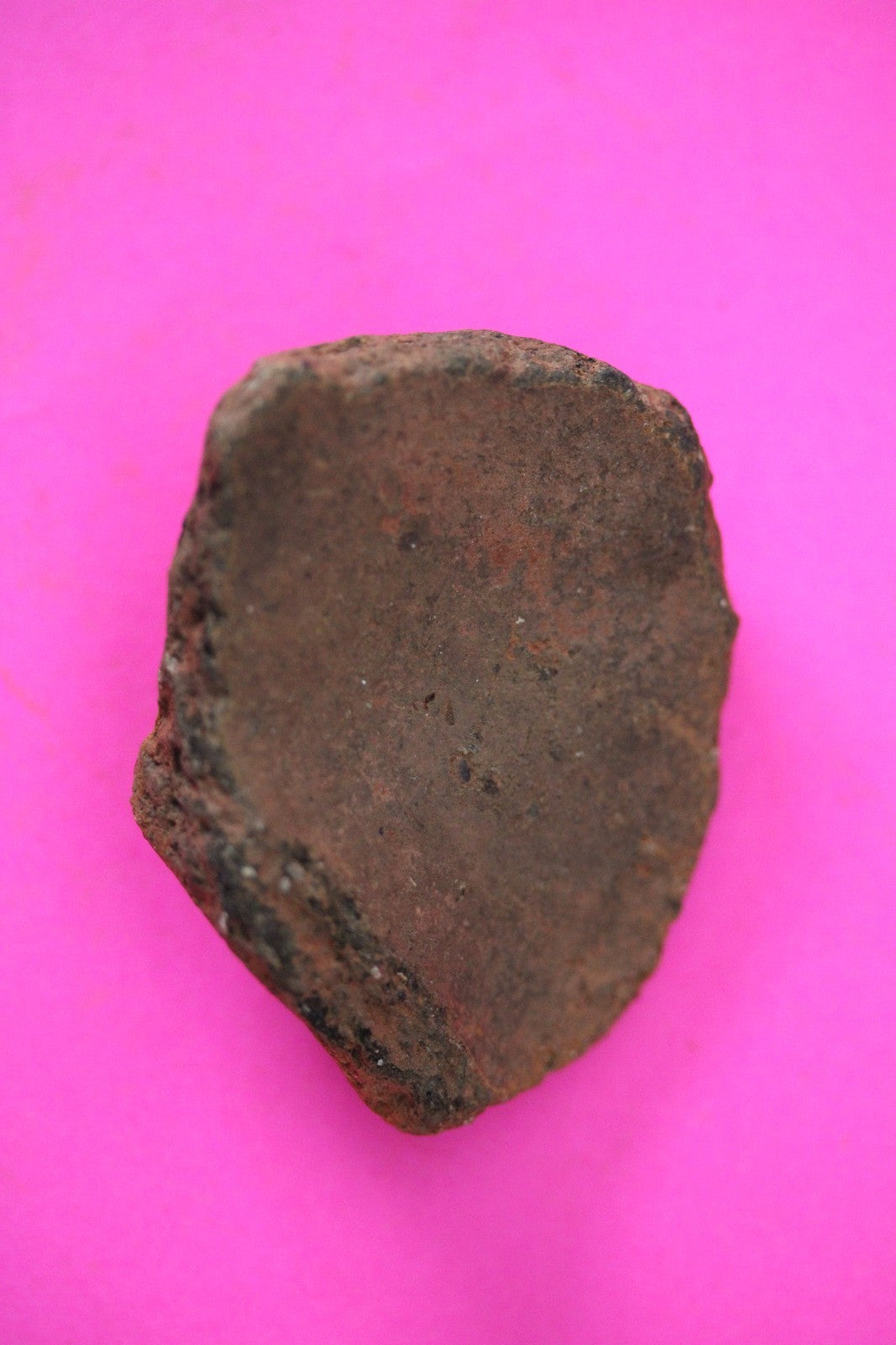 Puerto Rico Taino Pre Columbian Pottery Artifact FREE Display Case 1000AD COA 40