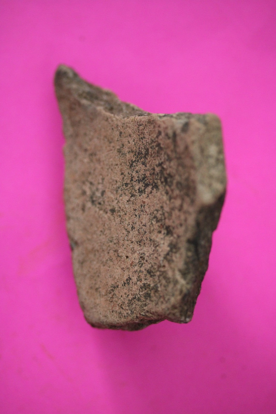 Puerto Rico Taino Pre Columbian Pottery Artifact FREE Display Case 1000AD COA 37