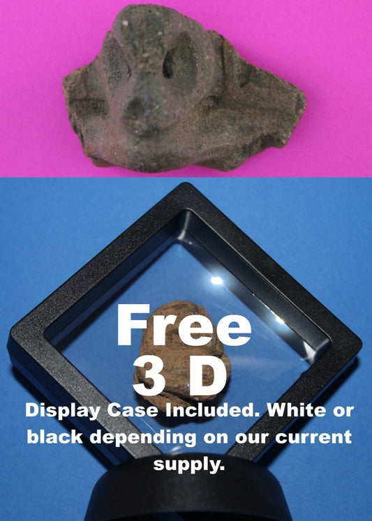 Puerto Rico Taino Pre Columbian Pottery Artifact FREE Display Case 1000AD COA 80