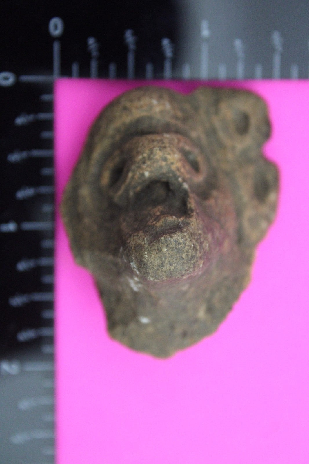 Puerto Rico Taino Pre Columbian Pottery Artifact FREE Display Case 1000AD COA 11