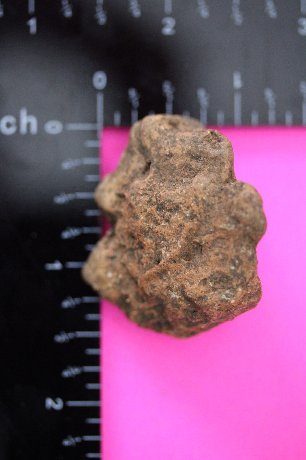 Puerto Rico Taino Pre Columbian Pottery Artifact FREE Display Case 1000AD COA 29