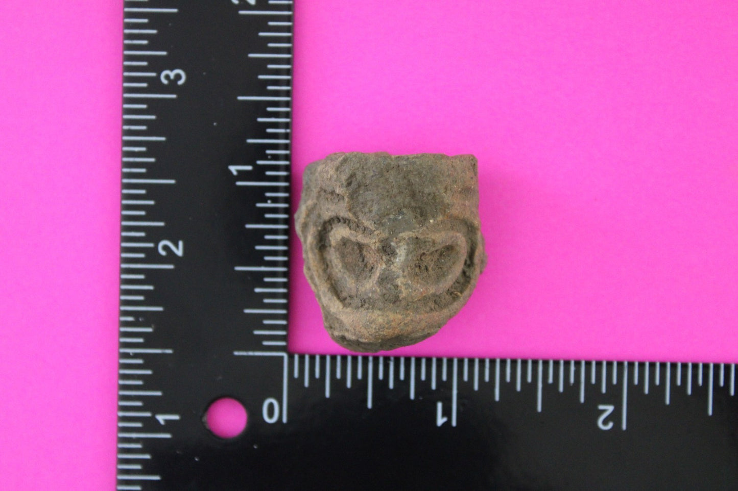 Puerto Rico Taino Pre Columbian Pottery Artifact FREE Display Case 1000AD COA 75