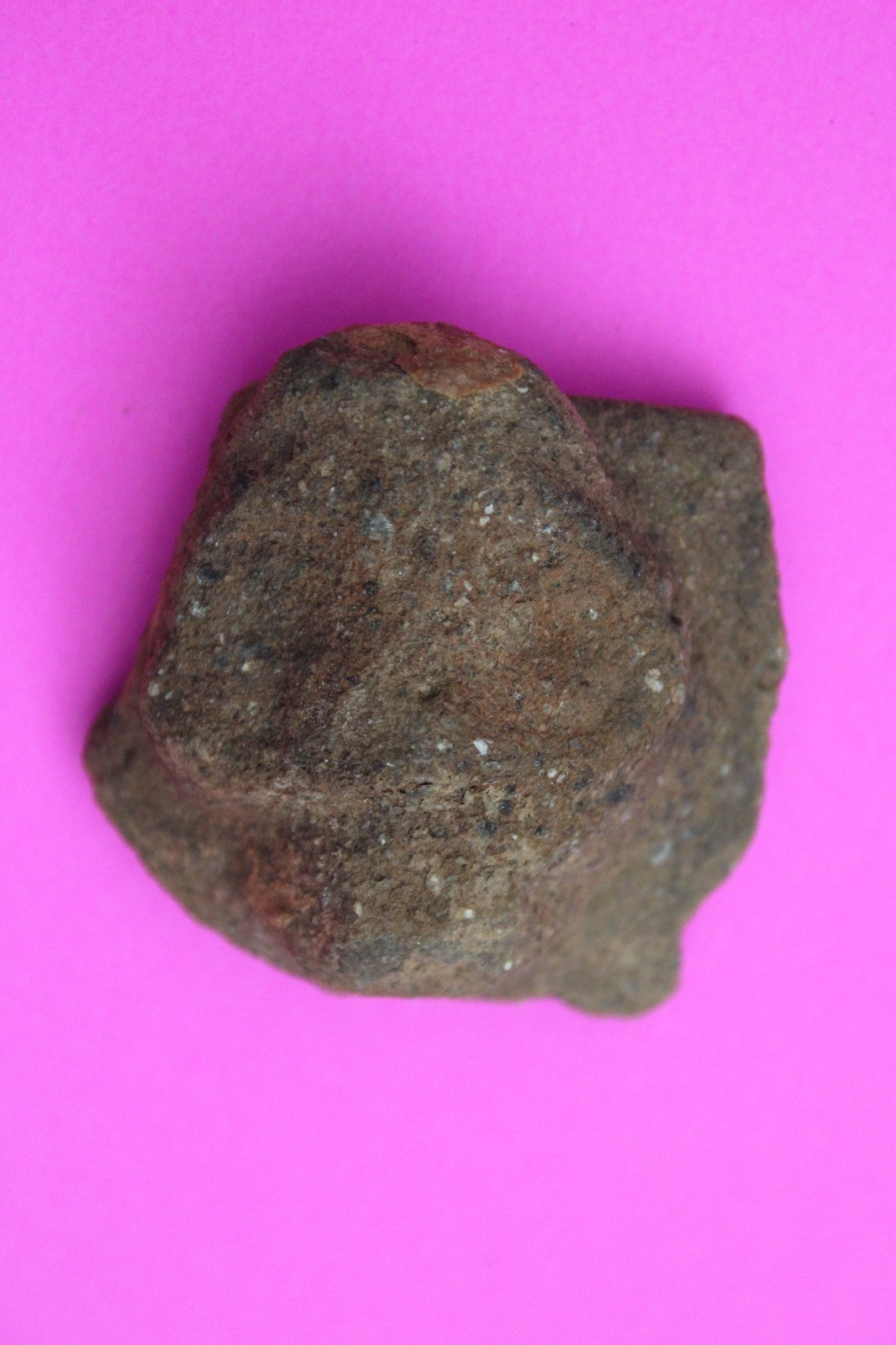 Puerto Rico Taino Pre Columbian Pottery Artifact FREE Display Case 1000AD COA 62