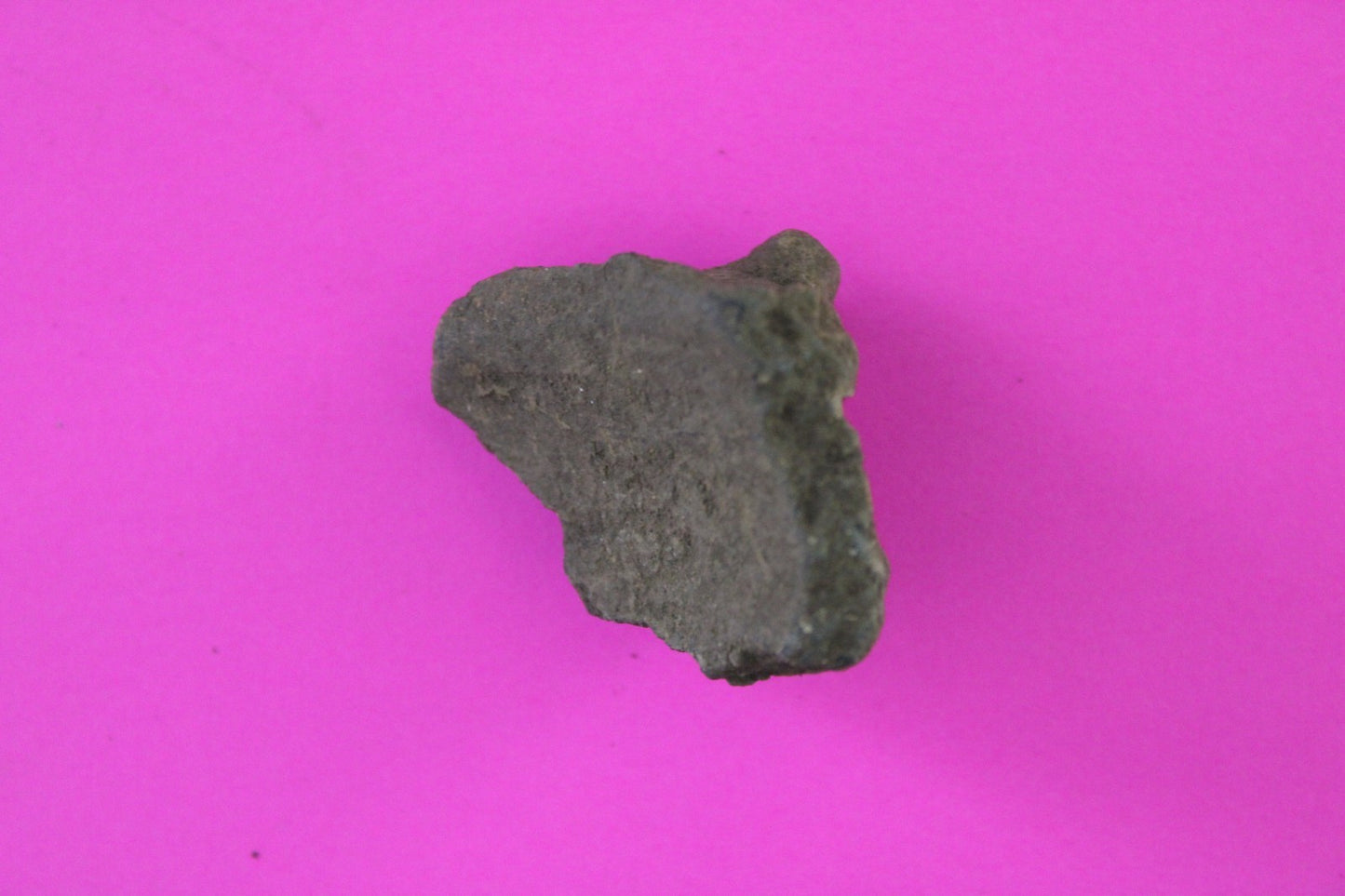 Puerto Rico Taino Pre Columbian Pottery Artifact FREE Display Case 1000AD COA 90