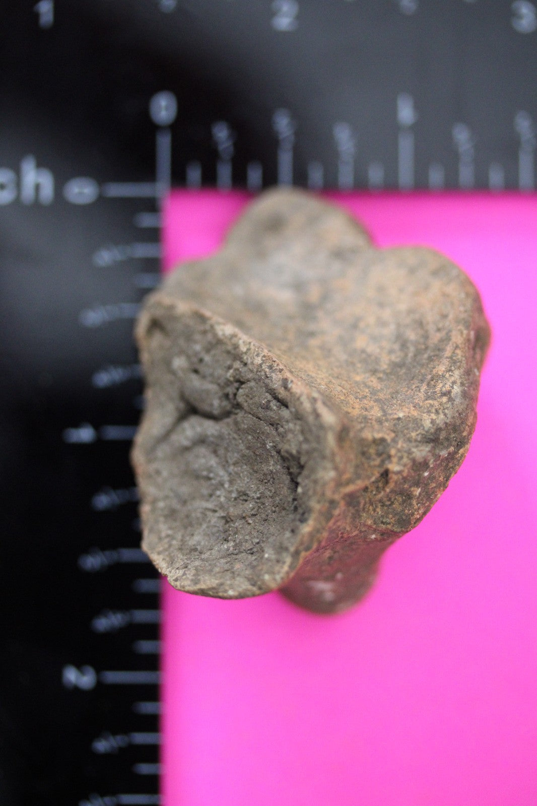 Puerto Rico Taino Pre Columbian Pottery Artifact FREE Display Case 1000AD COA 30