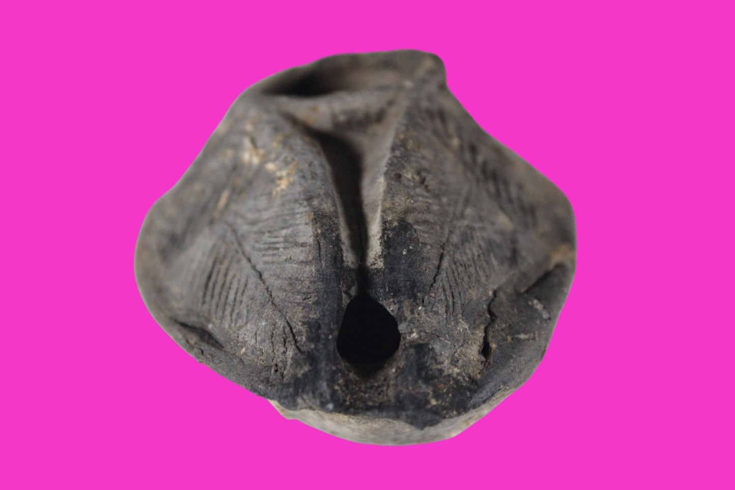 Oil Lamp Holy Land Ancient Artifact Jesus Christ Home Israel 300-600 AD COA 95