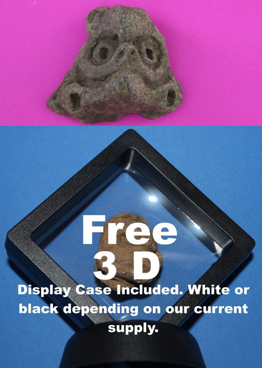 Puerto Rico Taino Pre Columbian Pottery Artifact FREE Display Case 1000AD COA 67