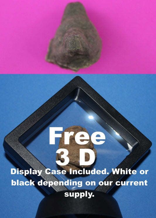 Puerto Rico Taino Pre Columbian Pottery Artifact FREE Display Case 1000AD COA 71