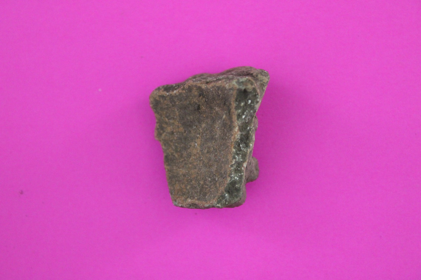 Puerto Rico Taino Pre Columbian Pottery Artifact FREE Display Case 1000AD COA 66