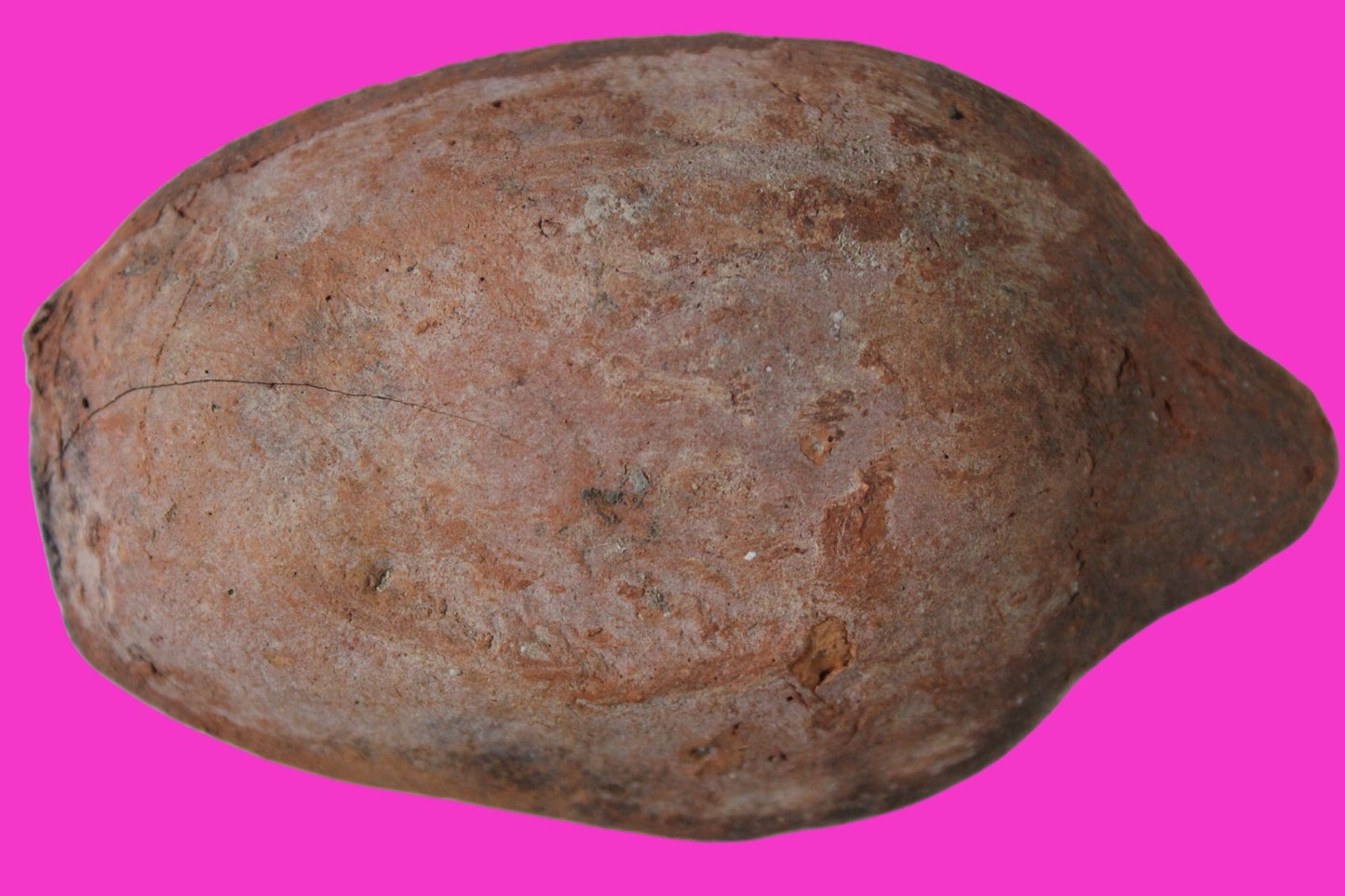 Oil Lamp Holy Land Ancient Artifact Jesus Christ Home Israel 300-600 AD COA 126