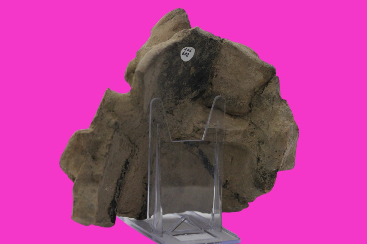 Pre Columbian Artifact Authentic Big Face Ornament Colima Mexico 200 BC COA J104