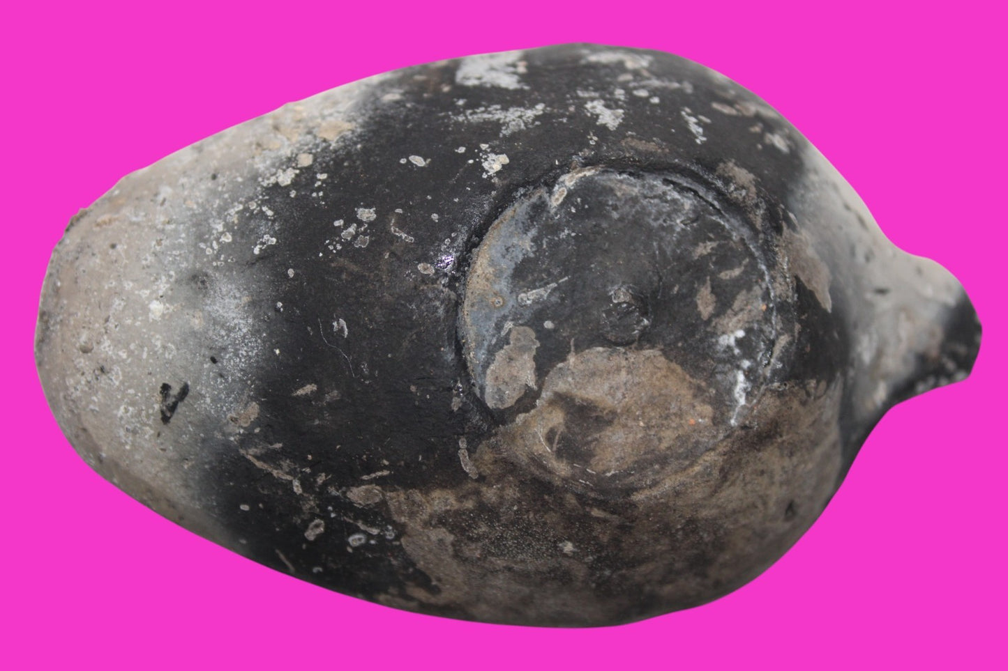 Ancient Holy Land Oil Lamp Artifact From Jesus Christ Home Land 100-500AD COA 61