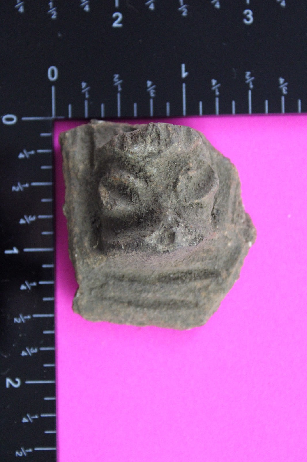 Puerto Rico Taino Pre Columbian Pottery Artifact FREE Display Case 1000AD COA 60