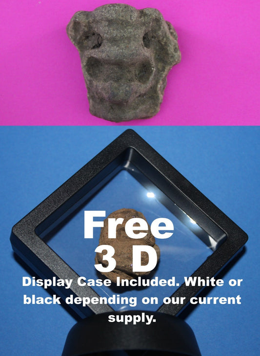 Puerto Rico Taino Pre Columbian Pottery Artifact FREE Display Case 1000AD COA 66