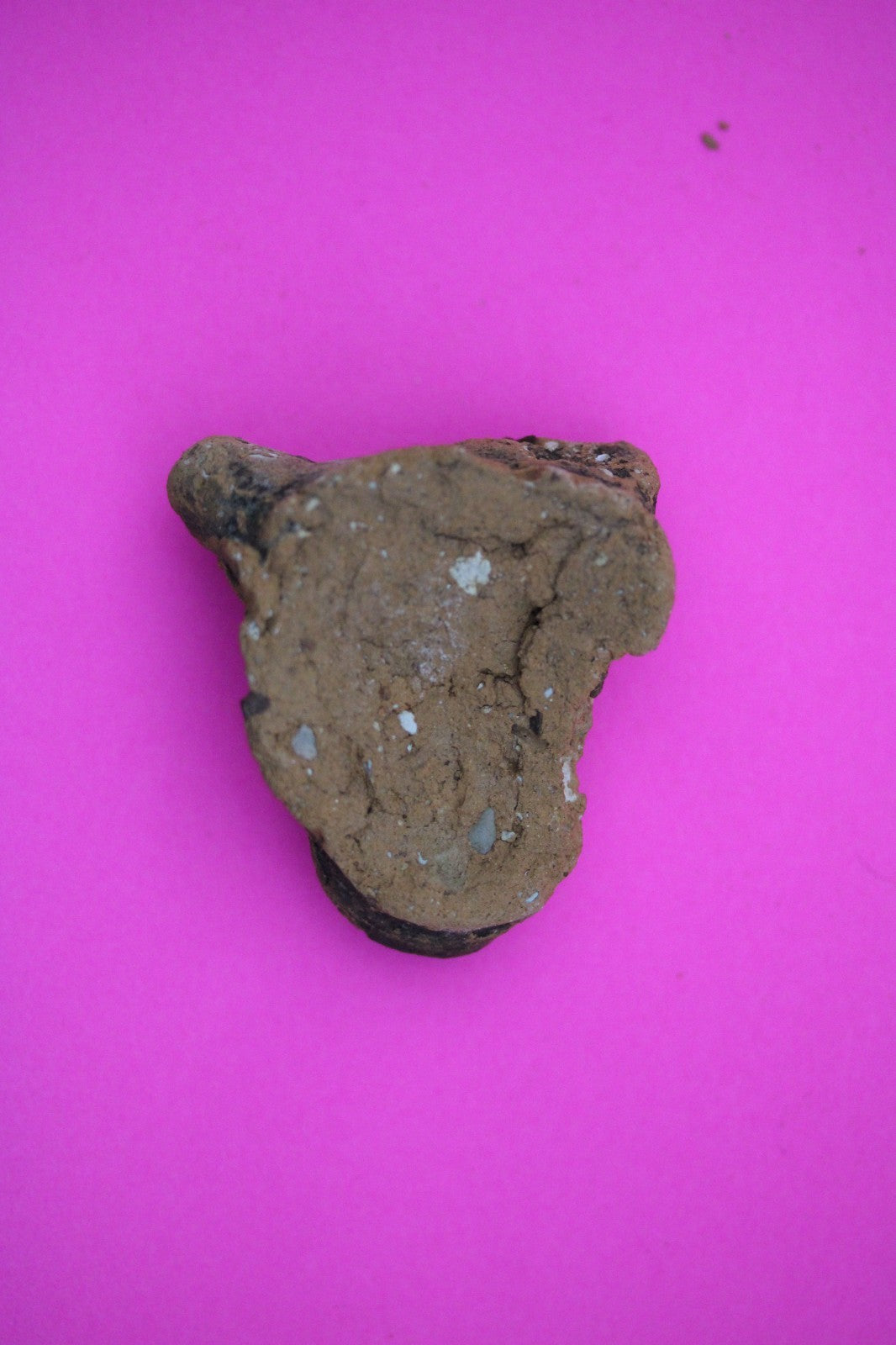 Puerto Rico Taino Pre Columbian Pottery Artifact FREE Display Case 1000AD COA 06