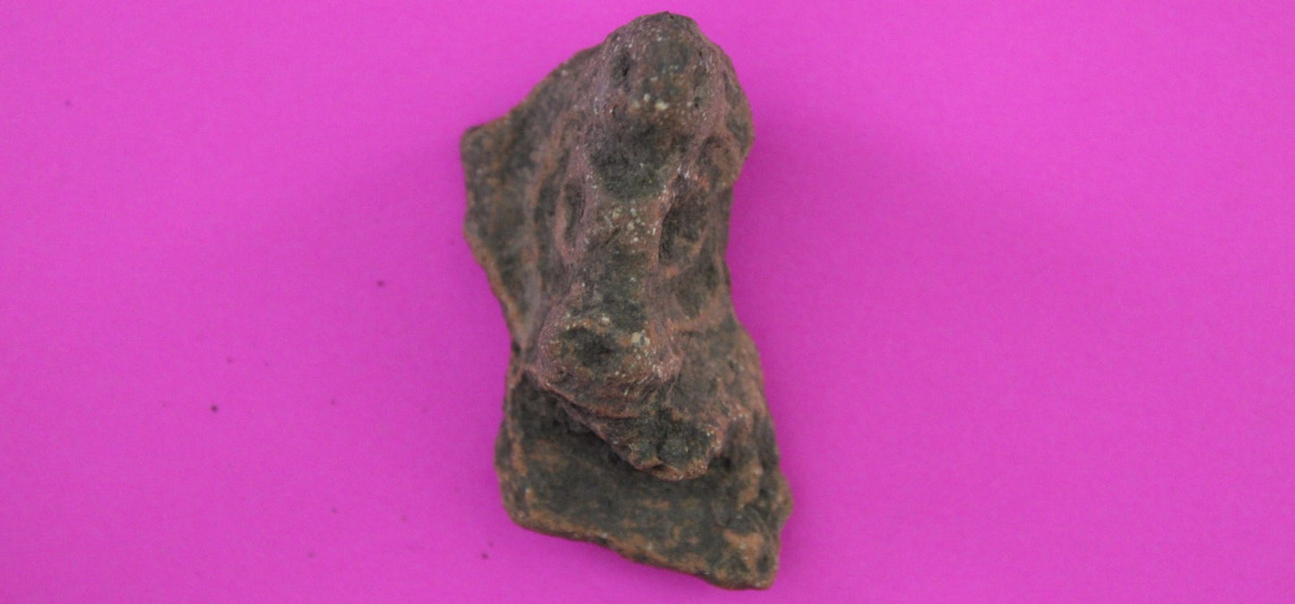 Puerto Rico Taino Pre Columbian Pottery Artifact FREE Display Case 1000AD COA 50