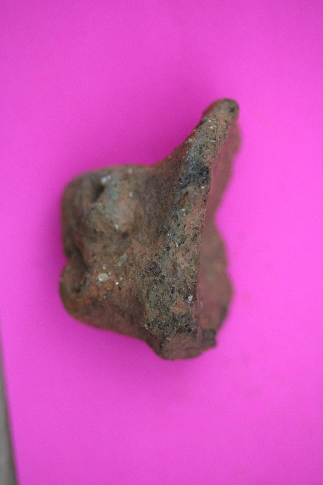 Puerto Rico Taino Pre Columbian Pottery Artifact FREE Display Case 1000AD COA 20