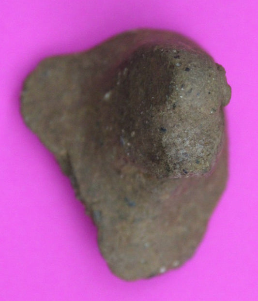 Puerto Rico Taino Pre Columbia Pottery Artifact FREE Display Case 1000 AD COA 41