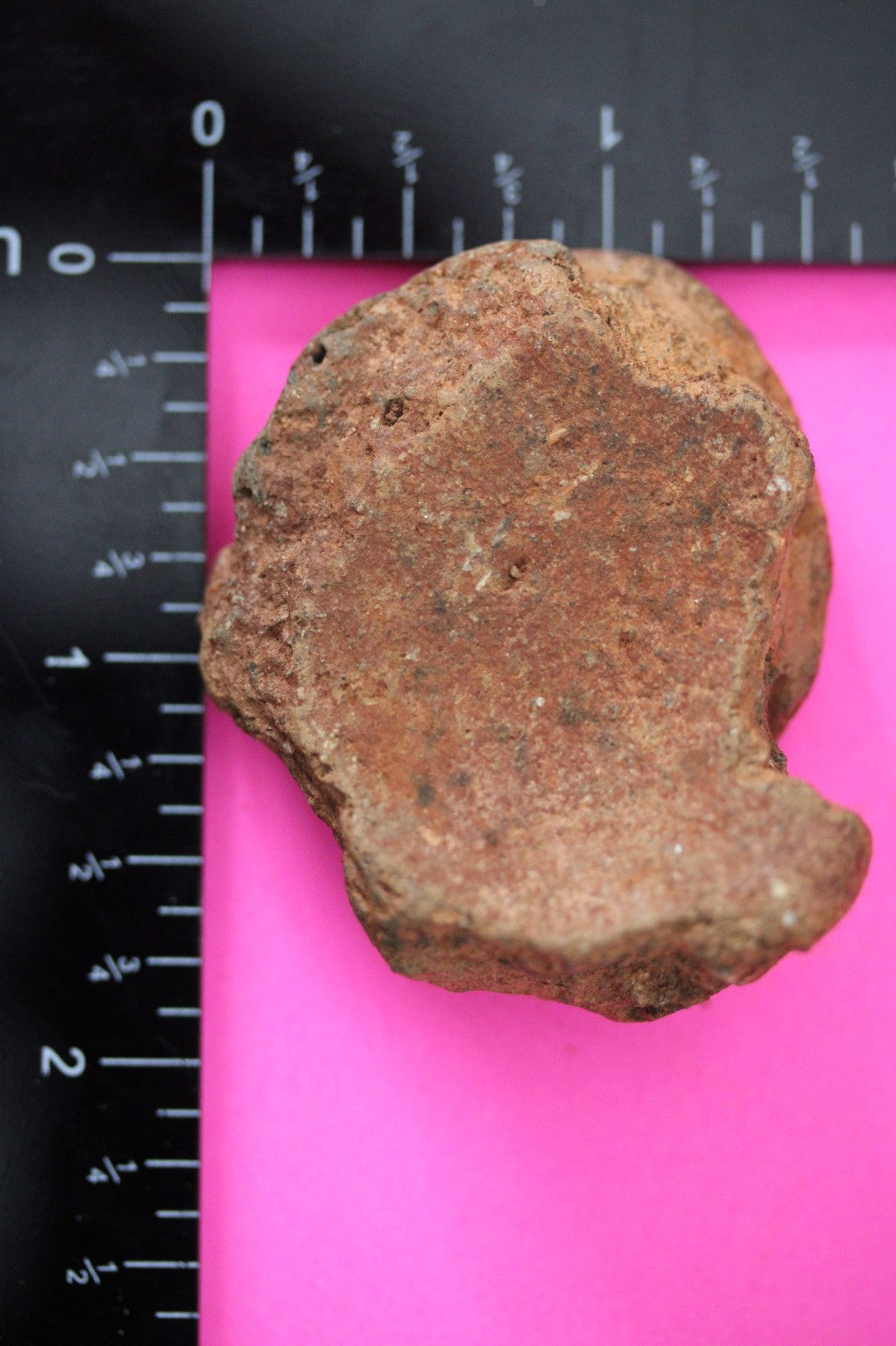 Puerto Rico Taino Pre Columbian Pottery Artifact FREE Display Case 1000AD COA 43