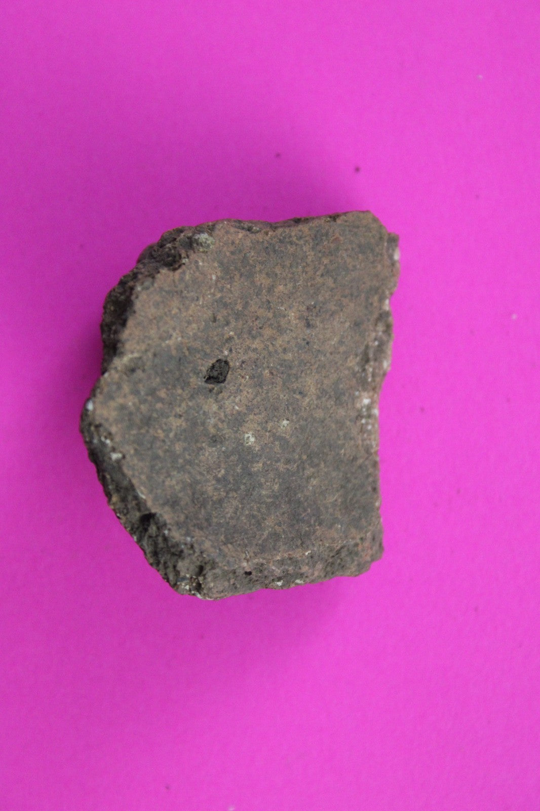 Puerto Rico Taino Pre Columbian Pottery Artifact FREE Display Case 1000AD COA 60