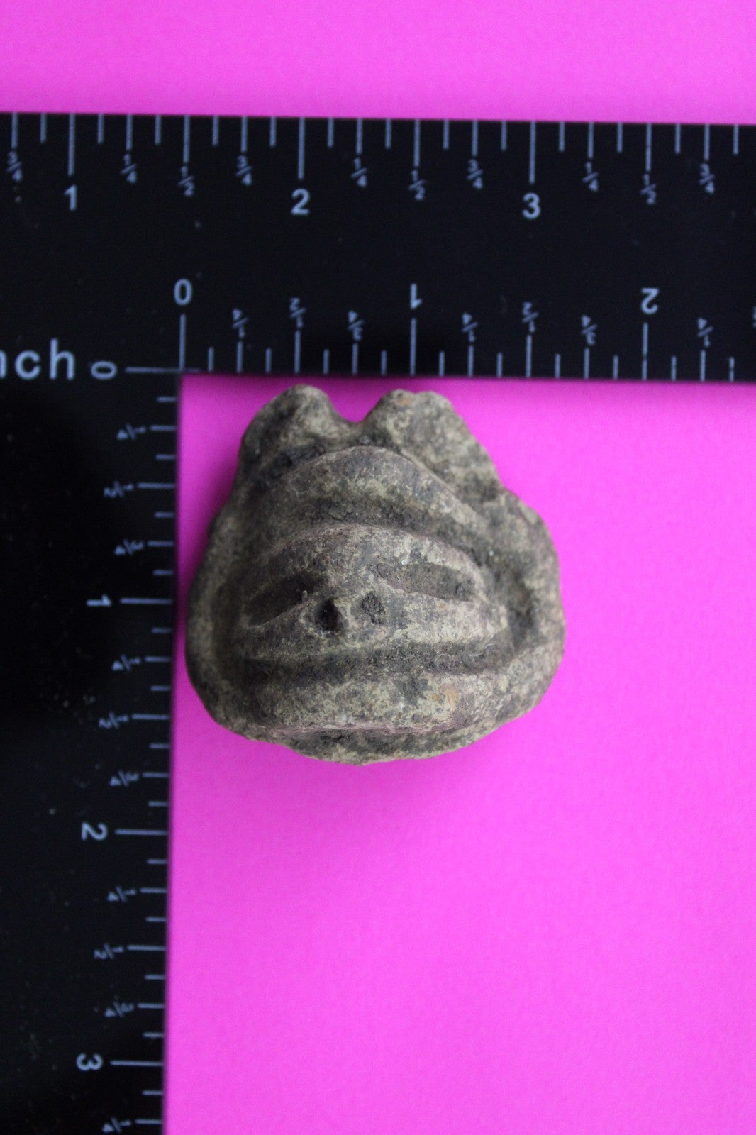 Puerto Rico Taino Pre Columbian Pottery Artifact FREE Display Case 1000AD COA 49