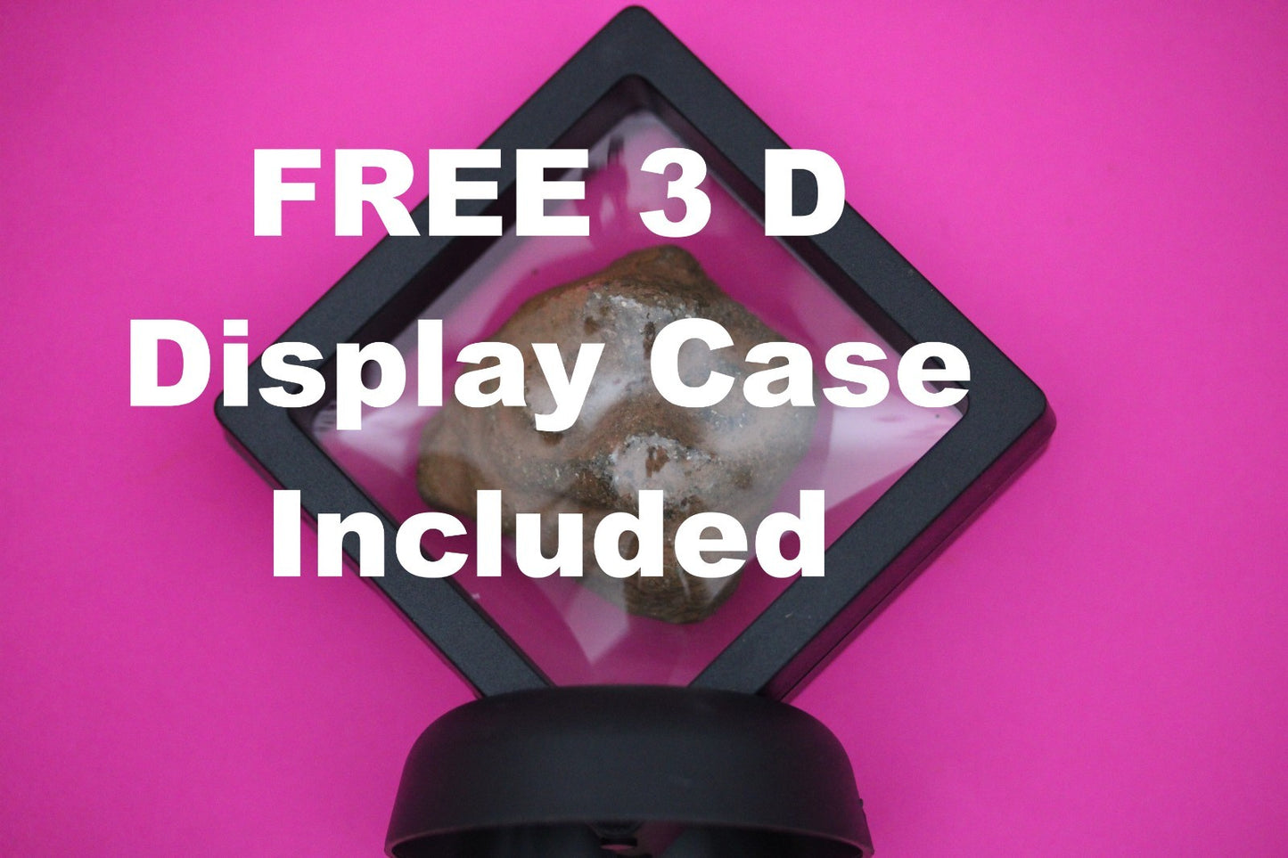 Puerto Rico Taino Pre Columbian Pottery Artifact FREE Display Case 1000AD COA 25