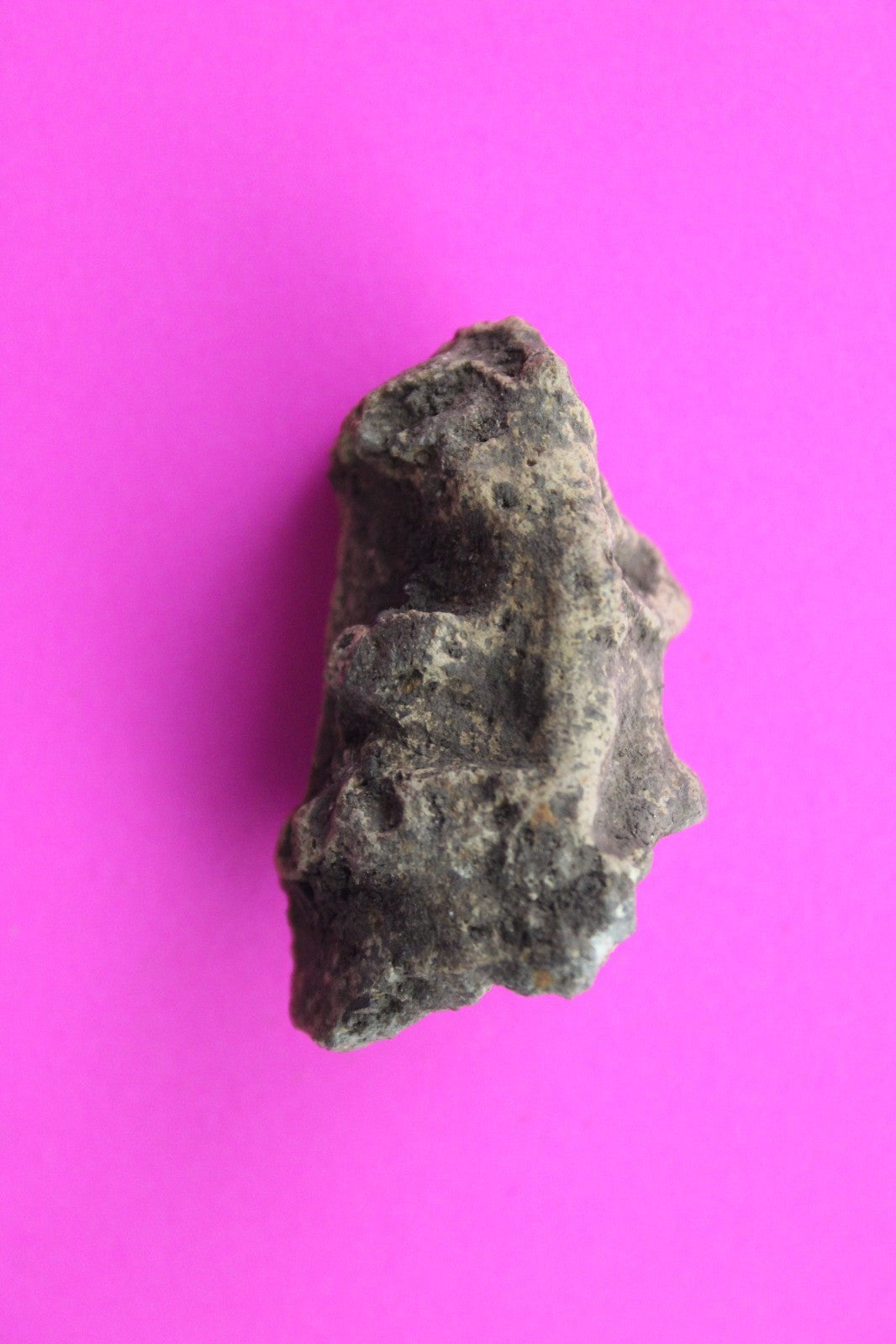 Puerto Rico Taino Pre Columbian Pottery Artifact FREE Display Case 1000AD COA 57