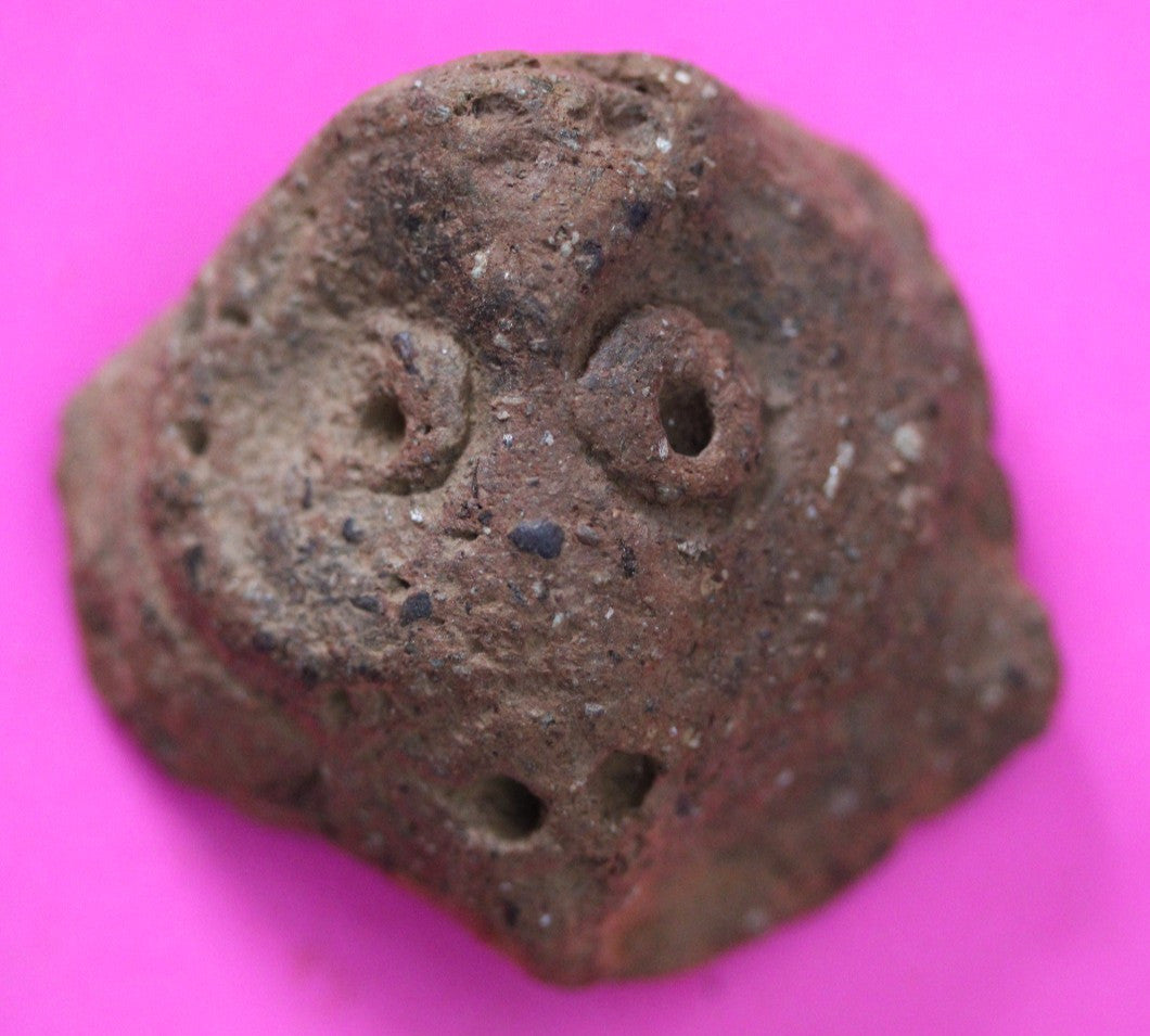 Puerto Rico Taino Pre Columbian Pottery Artifact FREE Display Case 1000AD COA 56