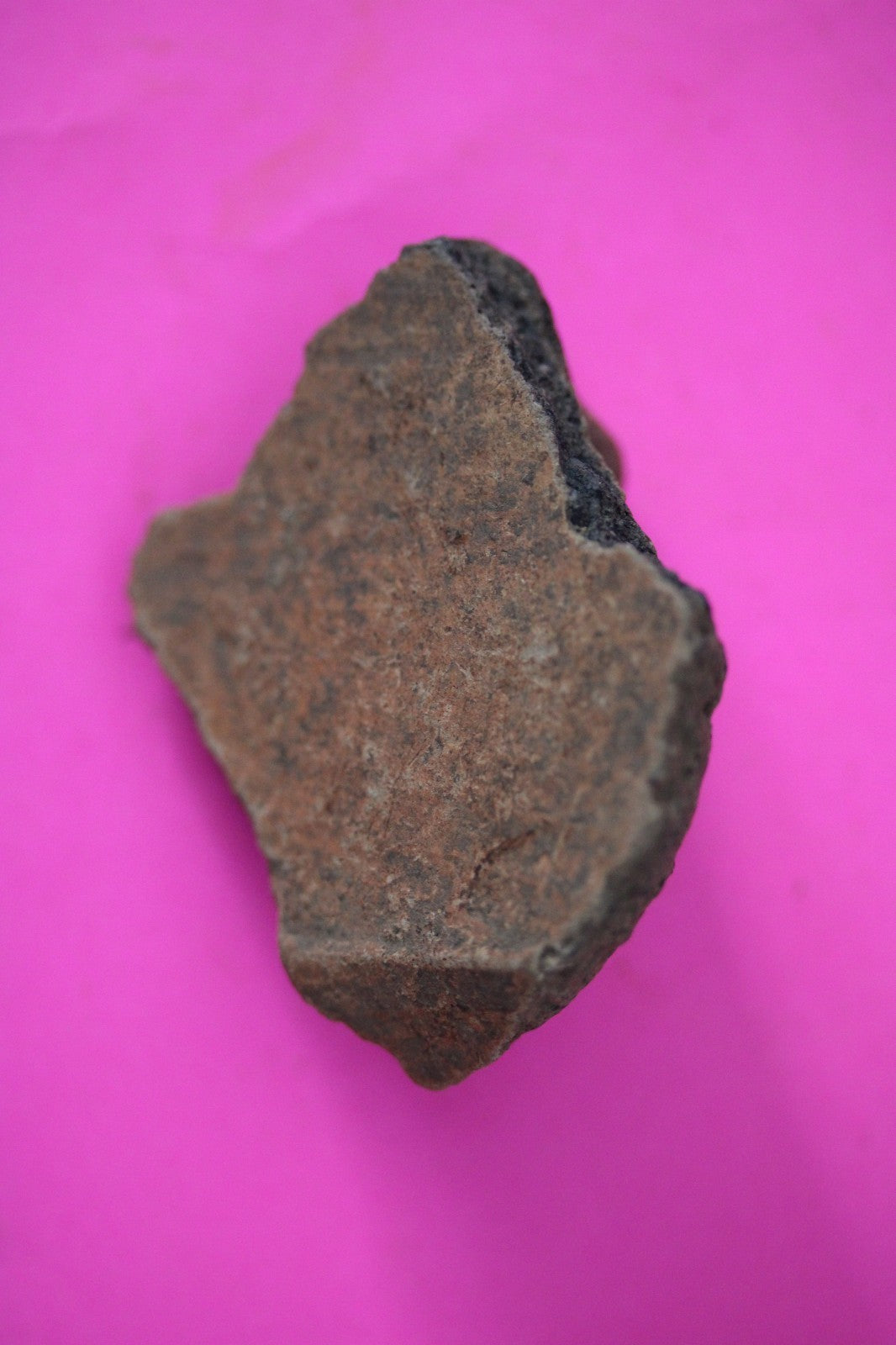 Puerto Rico Taino Pre Columbian Pottery Artifact FREE Display Case 1000AD COA 34