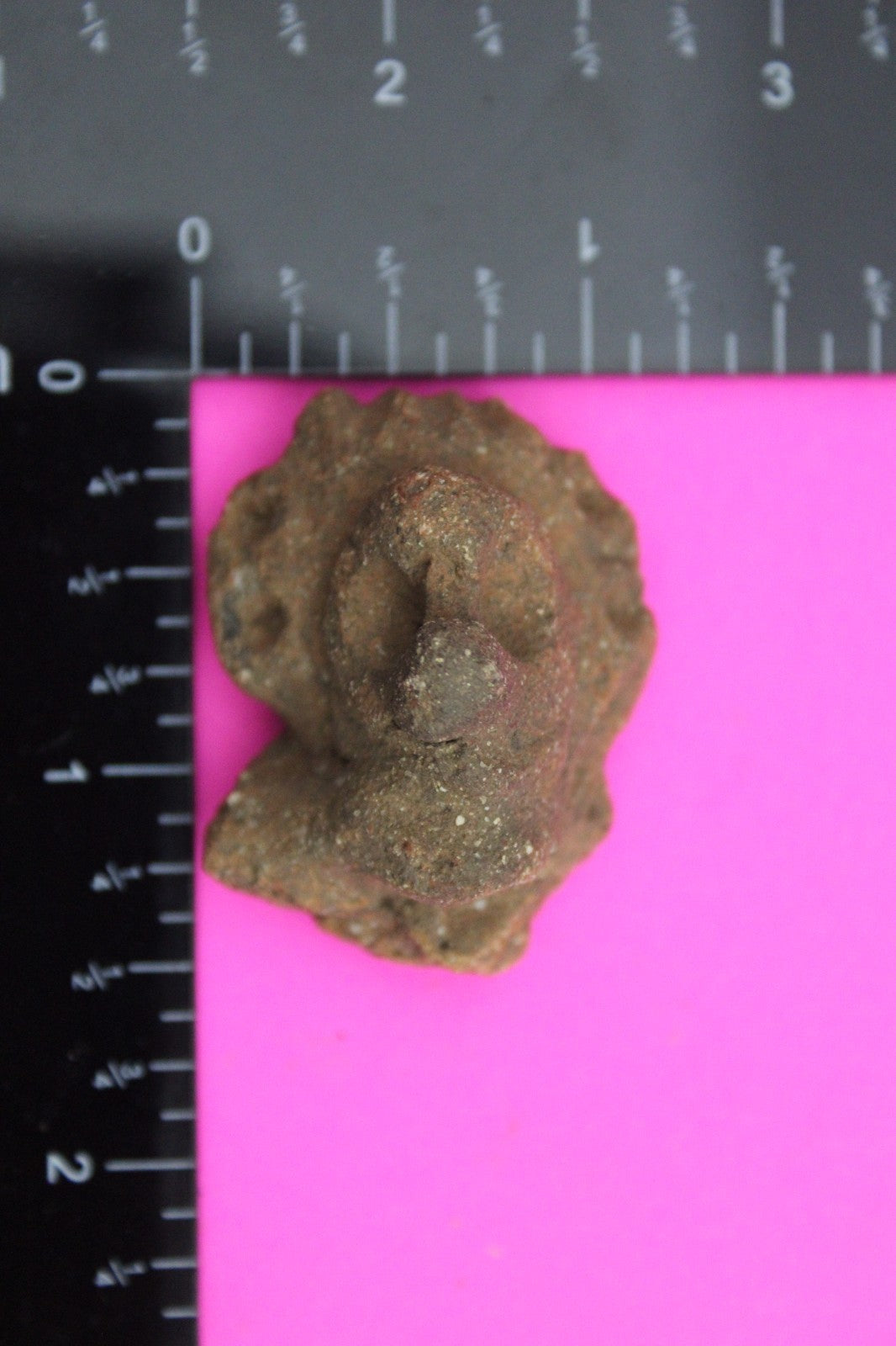 Puerto Rico Taino Pre Columbian Pottery Artifact FREE Display Case 1000AD COA 18