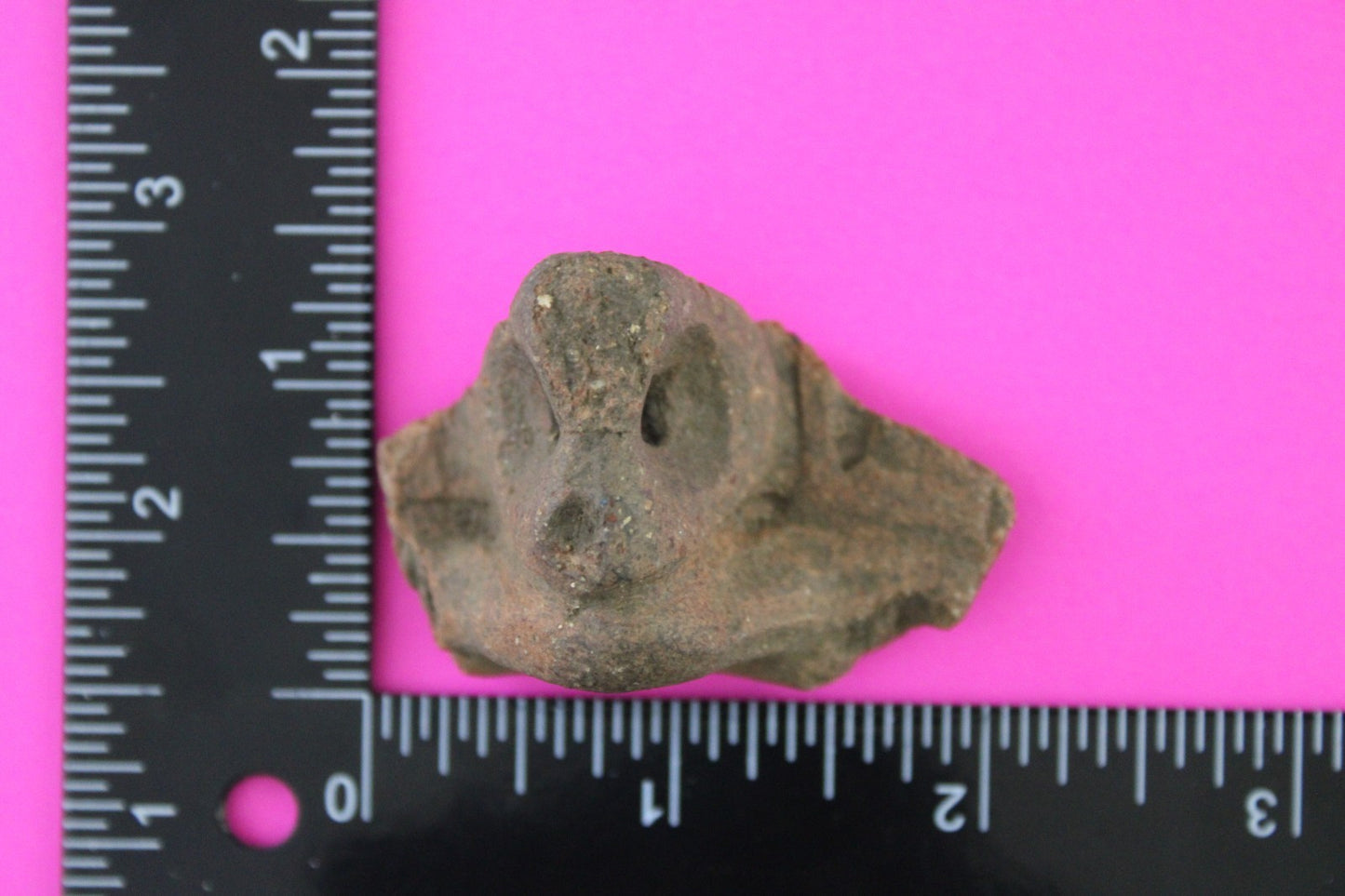 Puerto Rico Taino Pre Columbian Pottery Artifact FREE Display Case 1000AD COA 80