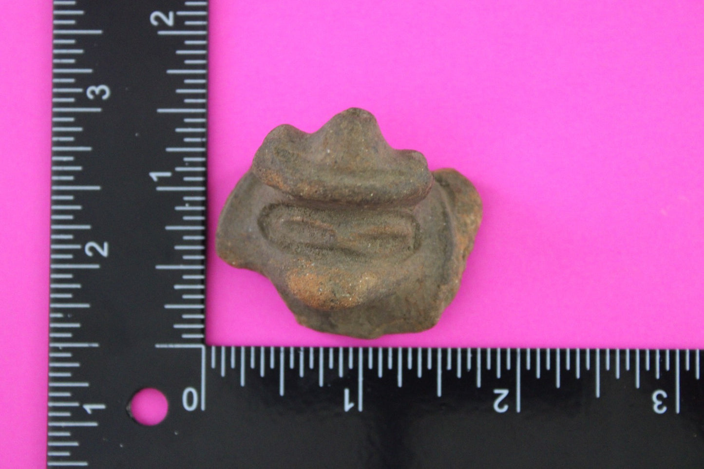 Puerto Rico Taino Pre Columbian Pottery Artifact FREE Display Case 1000AD COA 64