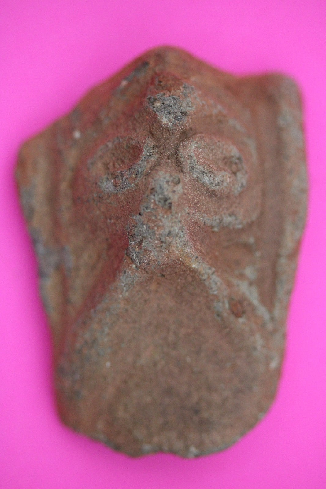 Puerto Rico Taino Pre Columbian Pottery Artifact FREE Display Case 1000AD COA 01