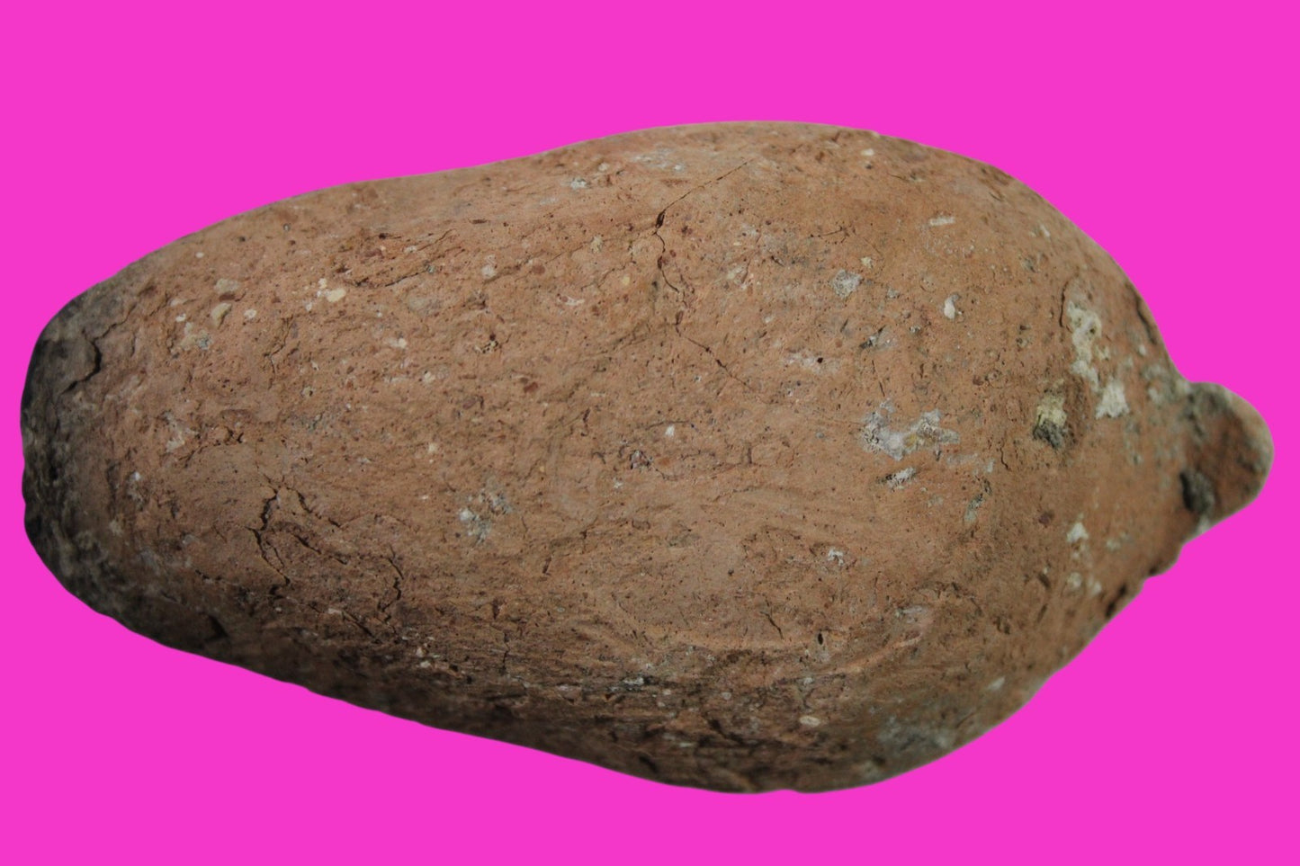 Oil Lamp Holy Land Ancient Artifact Jesus Christ Home Israel 300-600 AD COA 74