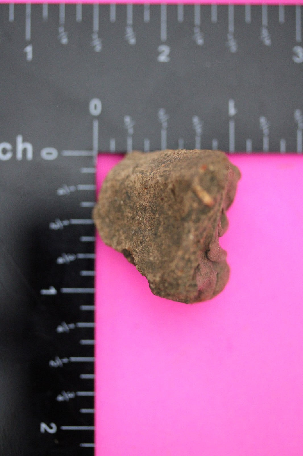 Puerto Rico Taino Precolumbian Pottery Artifact FREE Display Case 1000AD COA 51