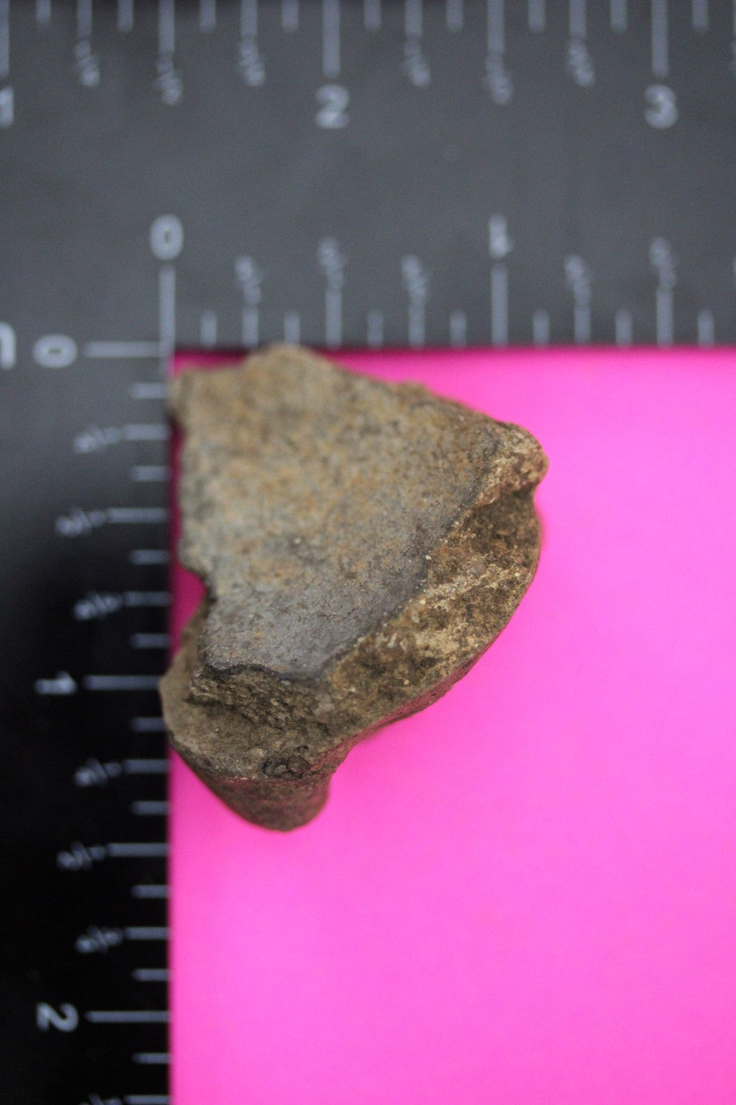 Puerto Rico Taino Pre Columbian Pottery Artifact FREE Display Case 1000AD COA 39