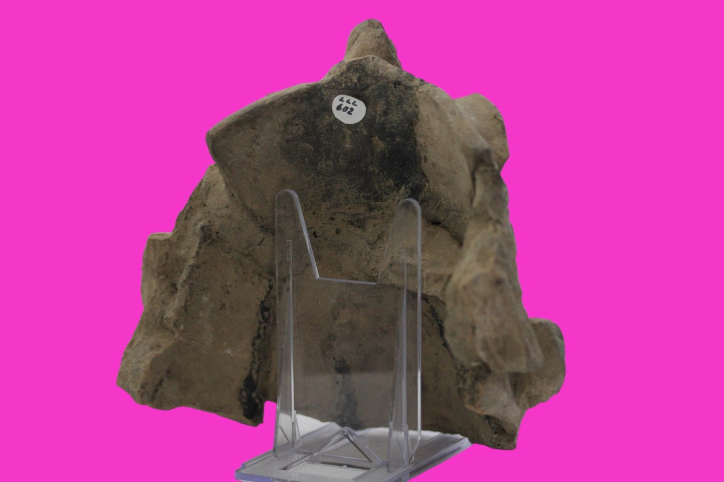 Pre Columbian Artifact Authentic Big Face Ornament Colima Mexico 200 BC COA J104